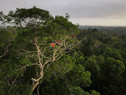 Guacamayos sentados en un árbol en la selva amazónica en Manaus, Brasil.