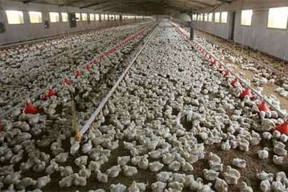 Los avicultores temen una nueva crisis justo en la temporada de mayor demanda potencial.