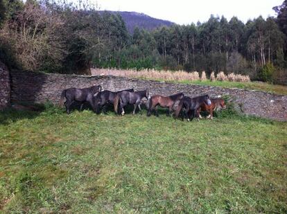 Algunos de los caballos que subastó el Ayuntamiento de Ribadeo.
