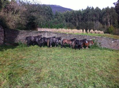 Algunos de los caballos que subast&oacute; el Ayuntamiento de Ribadeo.