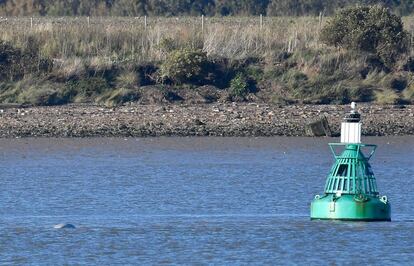 Una ballena beluga nada este martes en el río Támesis, a unos 40 kilómetros de Londres.