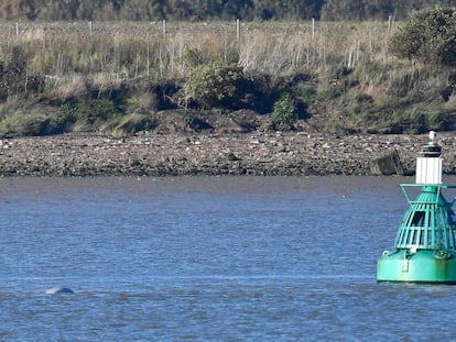 Una ballena beluga nada este martes en el río Támesis, a unos 40 kilómetros de Londres.