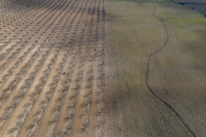 Línea de infiltración realizada en una curva de nivel, en la finca Puerto Viejo, en la localidad almeriense de Chirivel.