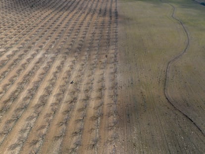 Línea de infiltración realizada en una curva de nivel, en la finca Puerto Viejo, en la localidad almeriense de Chirivel.