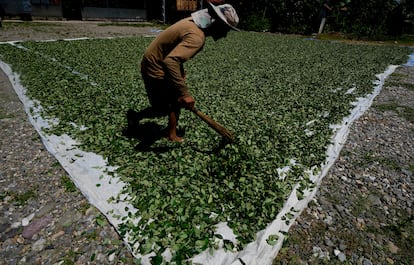 Un hombre extiende hojas de coca para que se sequen al sol en Chapare, en 2024.