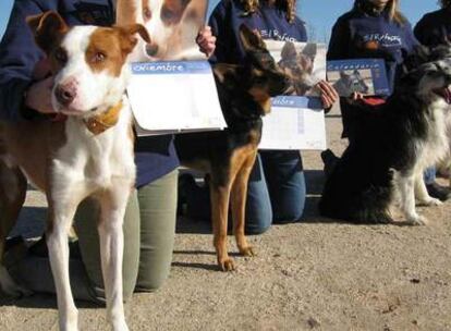 Un grupo de perros acogidos por El Refugio, durante la presentación del calendario de 2008.