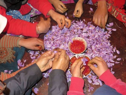 Toda la familia trabaja en otoño con las flores del azafrán en zonas montañosas de Marruecos.