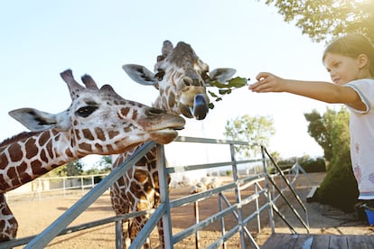 Niños al zoo