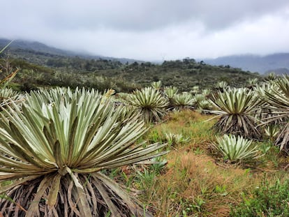 Vista de la flora y los terrenos en los que se ha llevado a cabo la investigación.