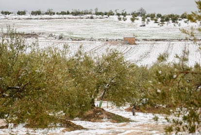 Camps nevats a les Garrigues, a l'altura de les Borges Blanques.