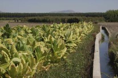 Imagen de un cultivo de tabaco en la vega granadina. EFE/Archivo