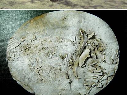 Arriba, ilustración del <i>Materpiscis attenboroughi</i> con su cría. Abajo, fotografía del fósil completo.