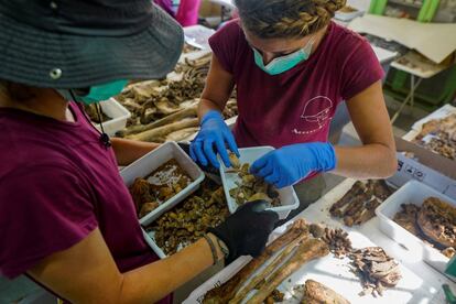 Dos miembros de la asociación científica ArqueoAntro Marisol Schwab seleccionan parte los huesos encontrados en la fosa.