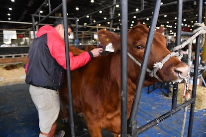 Vacas Angus en Argentina