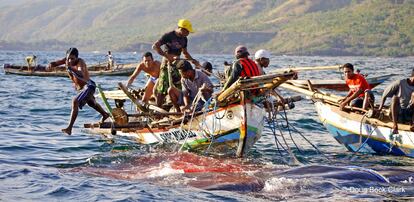 Arponeros lamaleranos remolcan una ballena muerta en aguas de Indonesia. © Doug Bock Clark.
