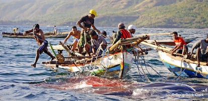 Arponeros lamaleranos remolcan una ballena muerta en aguas de Indonesia. © Doug Bock Clark.