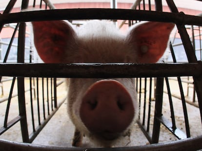 Cerdo en una granja de Alemania.