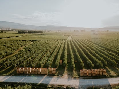 Perales en plena etapa de recogida en La Rioja.