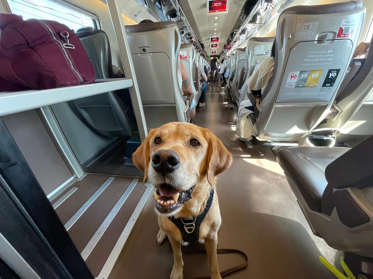 ‘Larry’, un viajero más rumbo a Barcelona