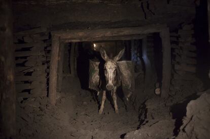 Un burro cargado con sacos de carbón camina a través de los estrechos túneles de una mina, en Choa Saidan Shah, en la provincia de Punjab (Pakistán), el 29 de abril 2014.