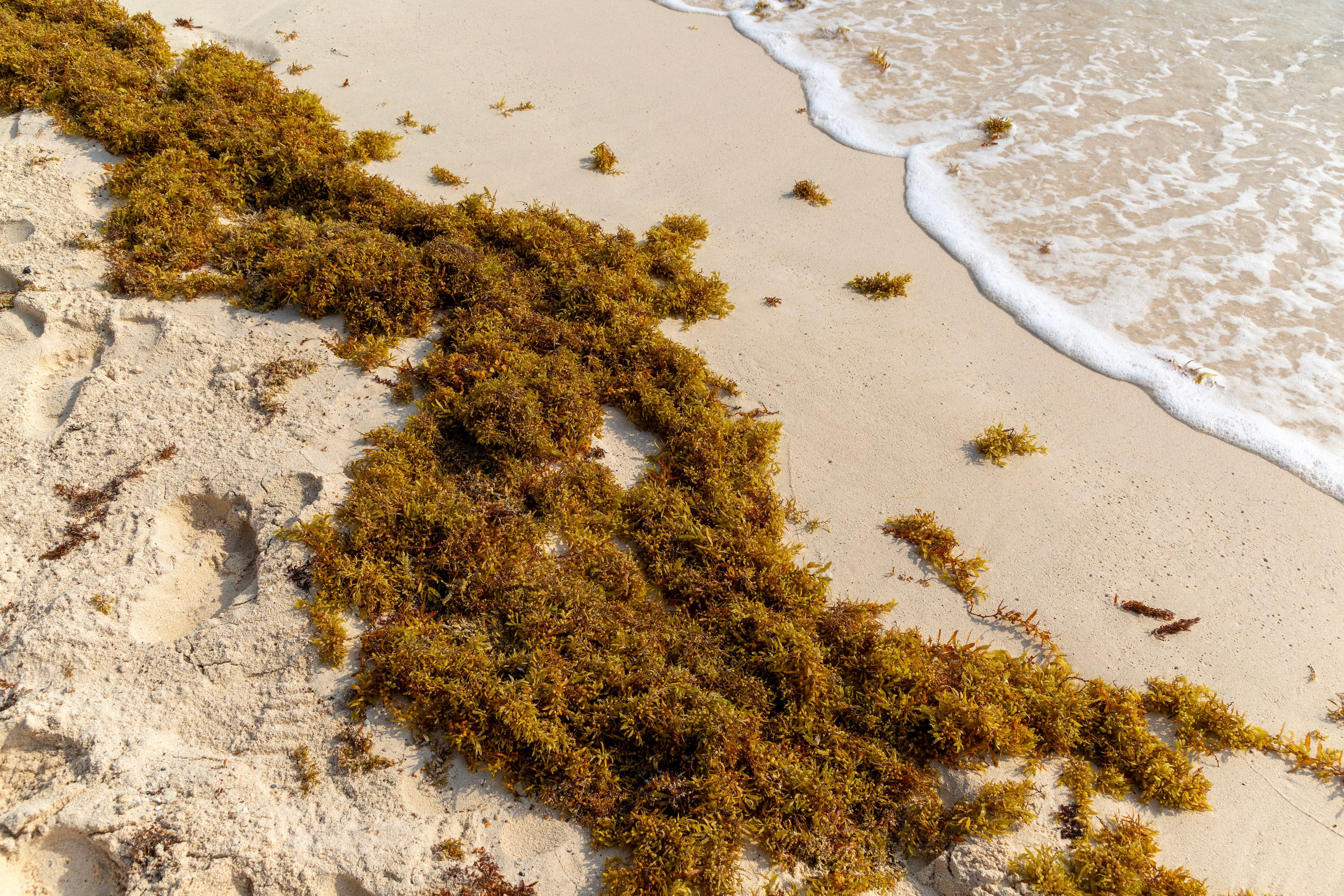 Sargassum: trasformare le alghe in crema viso, magliette e fertilizzante per salvare le spiagge caraibiche