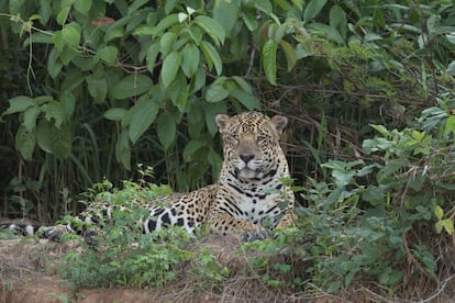 El jaguar, llamado acá yaguareté, es otra especie en peligro. El avance de la población humana le va quitando espacio y reduce su oferta comida en medio de los bosques.