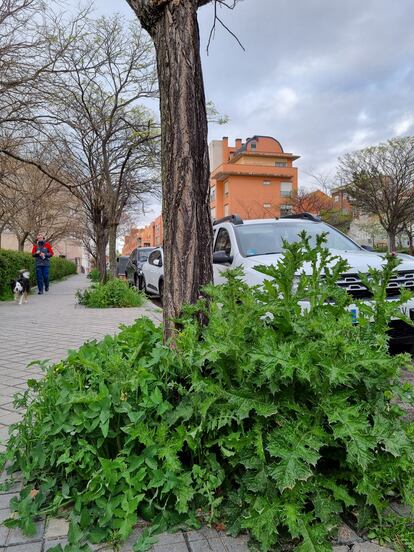 Un alcorque con cardos y cerrajas en Carabanchel Alto.