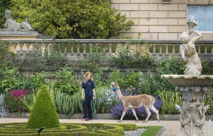 Francesca de Bernart pasea una alpaca por los cuidados jardines en los terrenos de la Casa Harewood del siglo XVIII en Leeds (Inglaterra), puesto que ha puesto en marcha una experiencia de caminar en Alpaca.