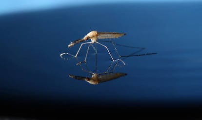 Un mosquito de la especie 'Anopheles gambiae'.