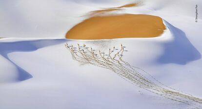 'Snow-plateau nomads' China.