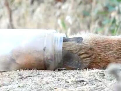 El animal, un joven ejemplar nacido este año, agonizaba el sábado pasado en una zona cercana a Madrid