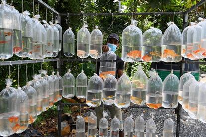 Un vendedor ambulante de peces de agua dulce en las calles de Kalutara, a las afueras de Colombo, Sri Lanka.