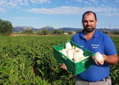 Las berenjenas blancas de Verdcamp Fruits, apoyadas vía 'crowdfunding' por Carrefour.