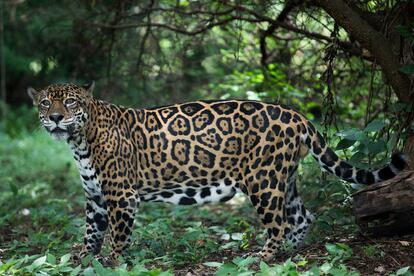 Jaguar en el Centro de Rescate Las Pumas en Canas, Costa Rica, en 2018.