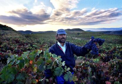 Vendimiador de La Rioja.