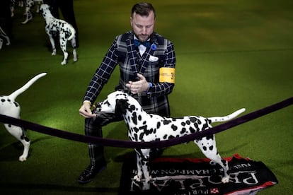 Un entrenador mejora la posición de un dalmata antes de una prueba.