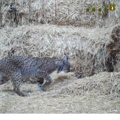 La madre de los cachorros en el pajar.