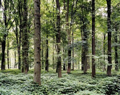 'Bosque. Lugar de la batalla del Somme, Francia. 2002'.