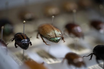 Investigadores de la Universidad de Costa Rica estiman que en los últimos 40 años la población de estos insectos ha disminuido más del 90%.