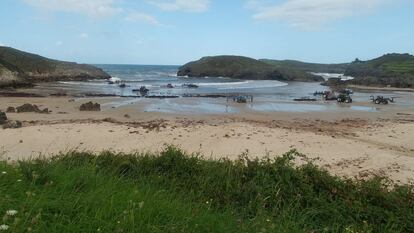 Algas marinas Asturias