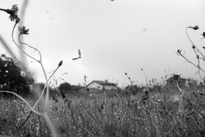 El concepto de biofilia inspiró esta imagen, tomada en 2020 en un prado de Muros de Nalón, en Asturias.<br><br><i>He caído en un profundo sueño ornitológico, entomológico y botánico del que ya no deseo despertar. No fue un desplome repentino, sino un descenso progresivo hacia un universo cuya trama oscila entre lo vegetal y lo animal. Un mundo poblado de plantas, musgos, líquenes; también de pájaros, anfibios, mariposas…</i></br>