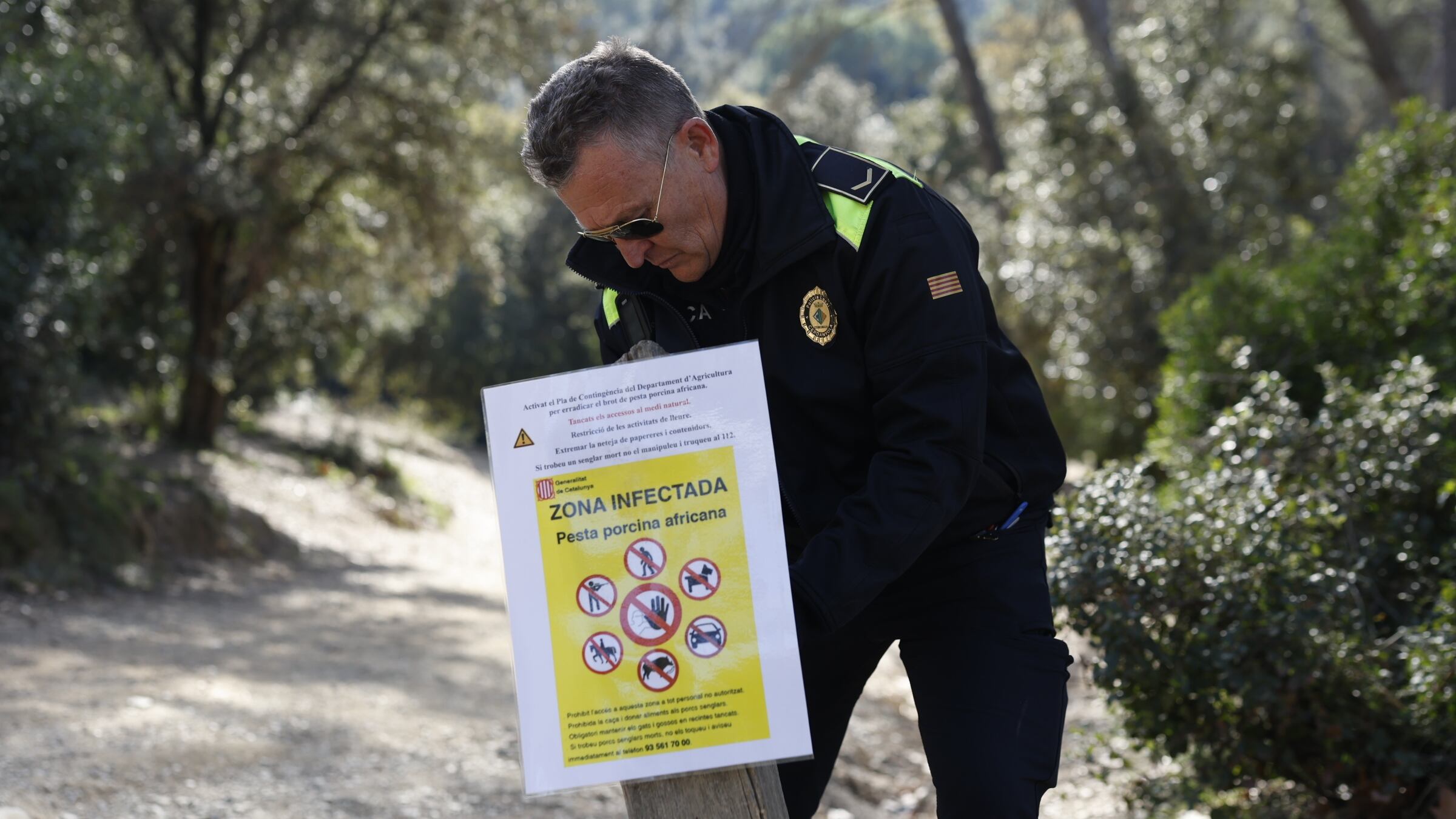 Detectados en Cataluña cuatro nuevos casos de peste porcina africana en el mismo radio de vigilancia que los dos primeros