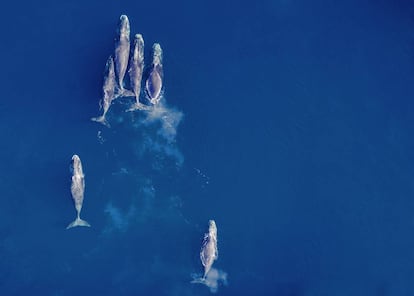 Algunas ballenas boreales han dejado de migrar al sur y pasan el invierno en el norte de Alaska.