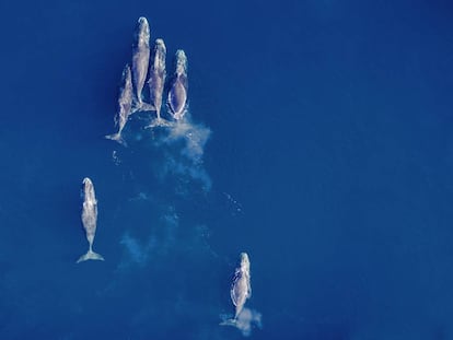 Algunas ballenas boreales han dejado de migrar al sur y pasan el invierno en el norte de Alaska.