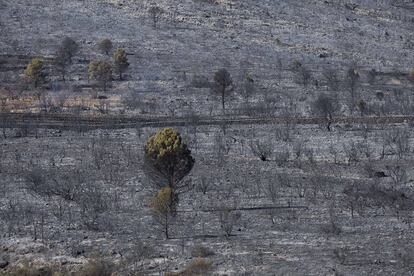 Vista de la zona tras el incendio. 