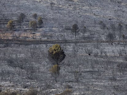 Vista de la zona tras el incendio. 