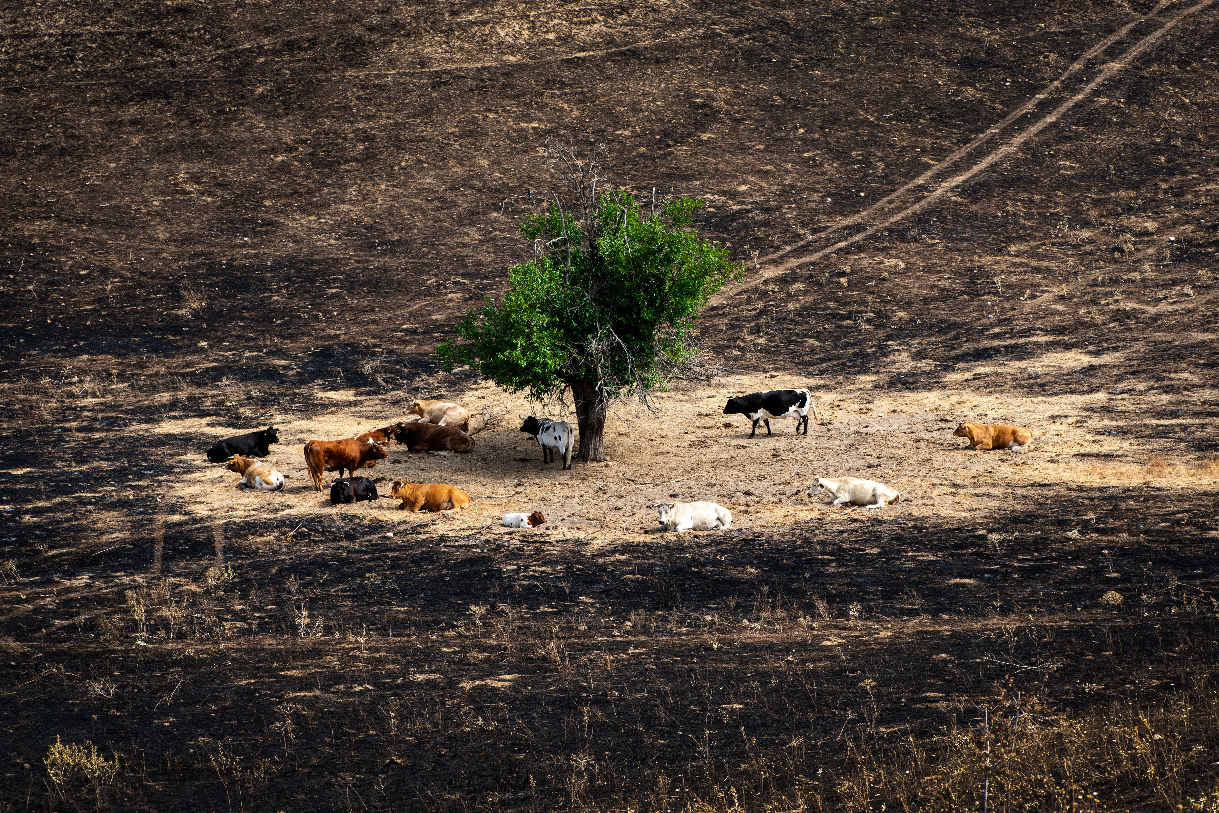 Los incendios revelan la falta de protocolos de emergencia para animales: “No es la primera persona que fallece por intentar salvarlos”