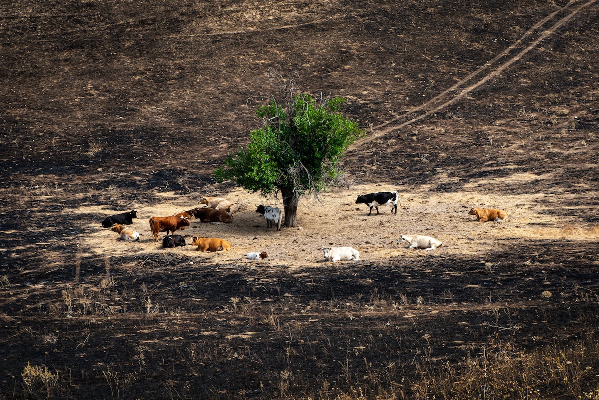 Incendios y la urgencia de protocolos de emergencia para animales