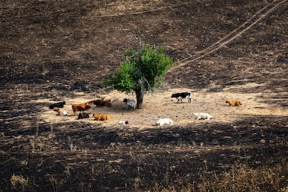 Varias vacas rodean el árbol 'milagro', a 17 de agosto de 2025, en Soto de Viñuelas, Tres Cantos, Madrid (España).