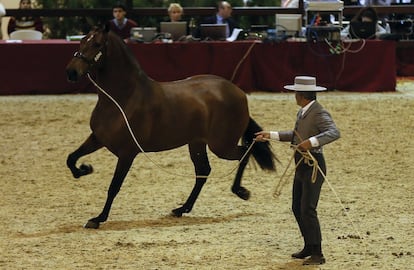 Uno de los caballos durante su participación en el Salón Internacional del Caballo (SICAB), en Sevilla.